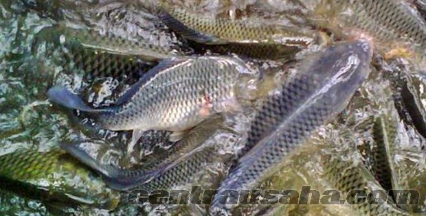 Cara Mengatasi atau menanggulangi penyakit pada ikan nila dan Untuk keberlangsungan usaha budidaya