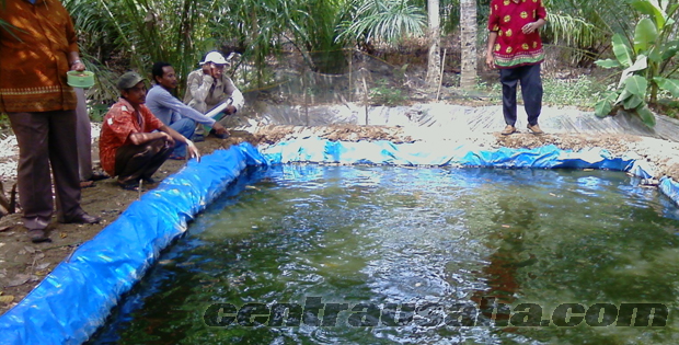 cara budidaya ikan nila yang benar dengan memanfaatkan lahan sempit di sekitar rumah