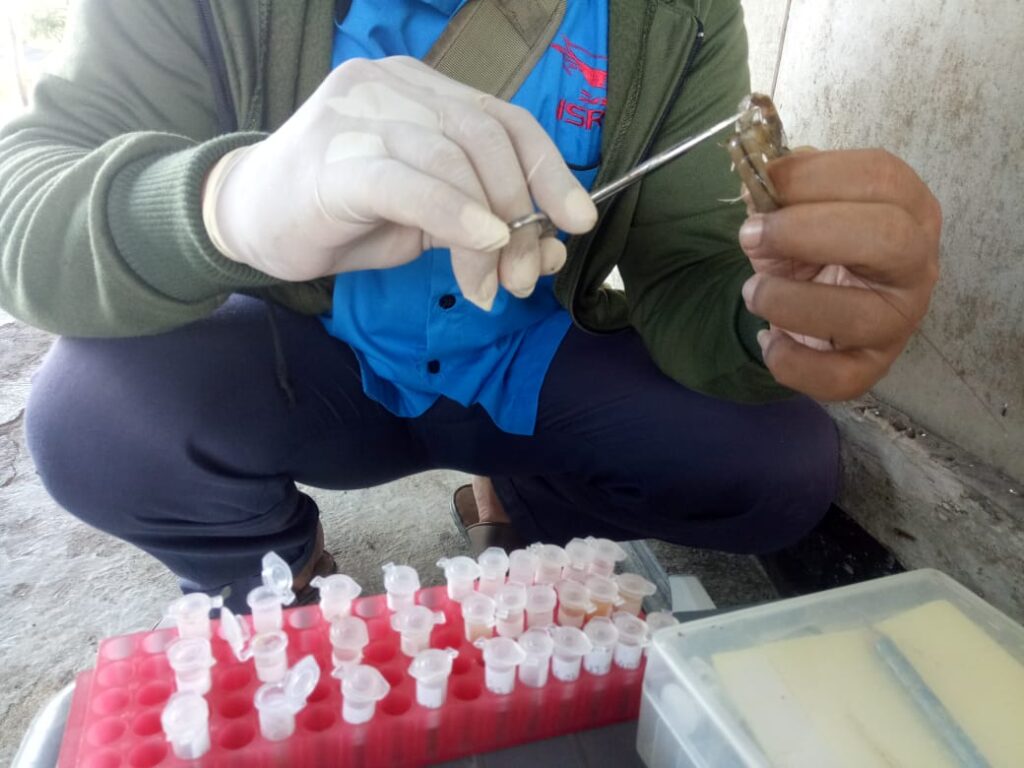 P3UW Lampung bekerja sama dengan Tim Lab PT CPB lakukan pengecekan kualitas air dan kesehatan udang di pertambakan Dipasena, Rawajitu Timur, Tulang Bawang