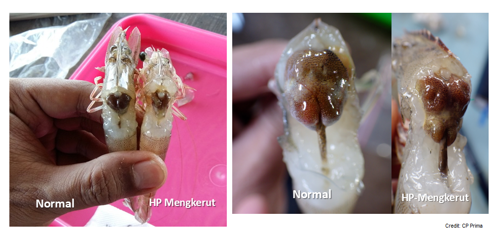 Penyakit AHPND udang