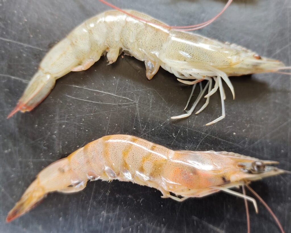 Udang terserang penyakit AHPND