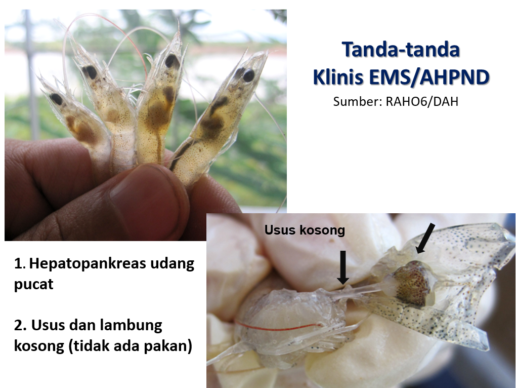 Penyakit AHPND udang